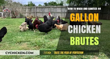 Sanitizing 44-Gallon Chicken Brutes: A Step-by-Step Guide