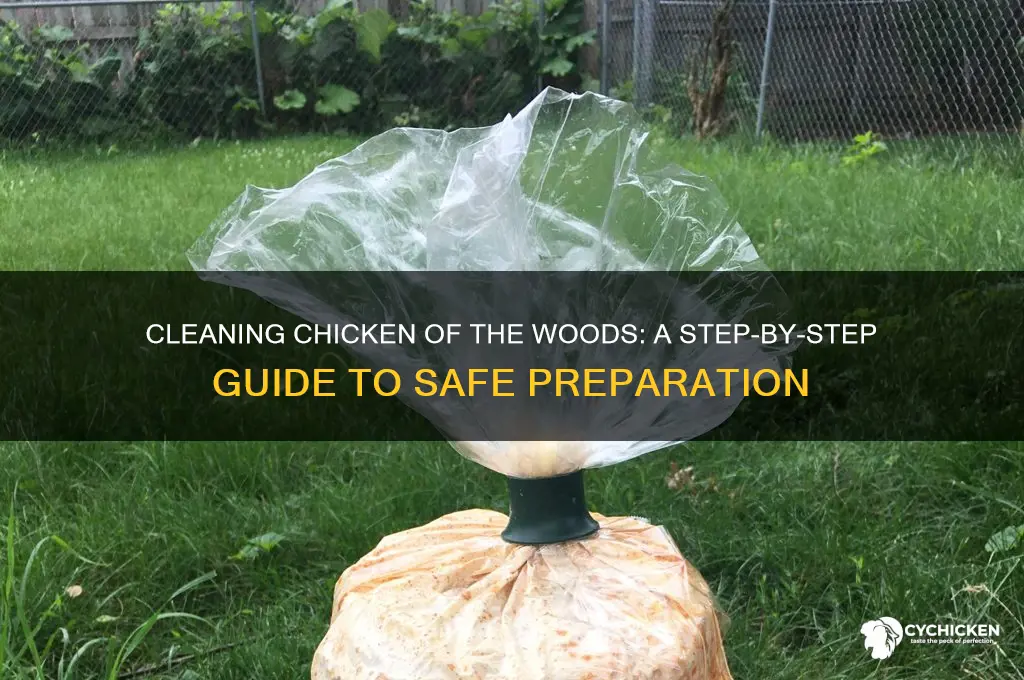 how to wash chicken of the woods