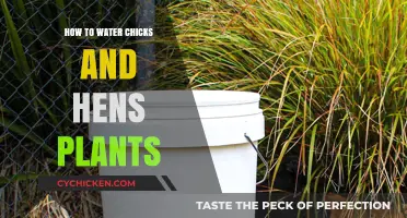 Mastering the Art of Watering Chicks and Hens Plants