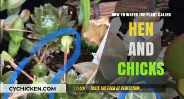 Watering Hen and Chicks: Tips and Techniques