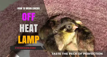Weaning Chicks Off Heat Lamps: A Step-by-Step Guide for Success