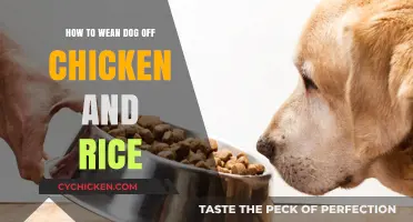 Transitioning Your Dog: A Guide to Weaning Off Chicken and Rice