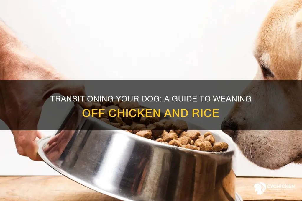how to wean dog off chicken and rice