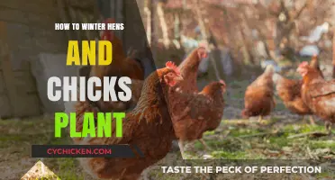 Winterizing Hens and Chicks: Essential Care Tips for Cold Months