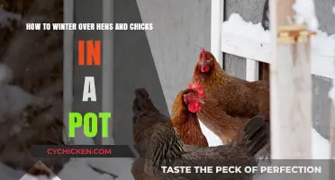 Cozy Winter Care: Protecting Hens and Chicks in Pots