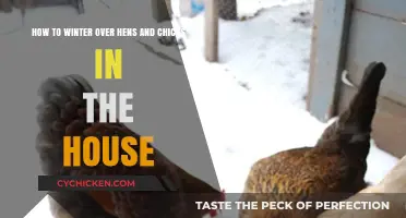 Winterizing Hens and Chicks: Indoor Care and Maintenance