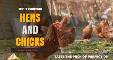 Winterizing Hens and Chicks: Essential Tips for Cold-Weather Care