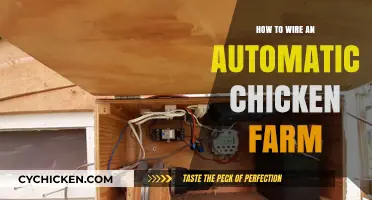 Efficient Chicken Farming: Wiring Your Automatic Coop for Success