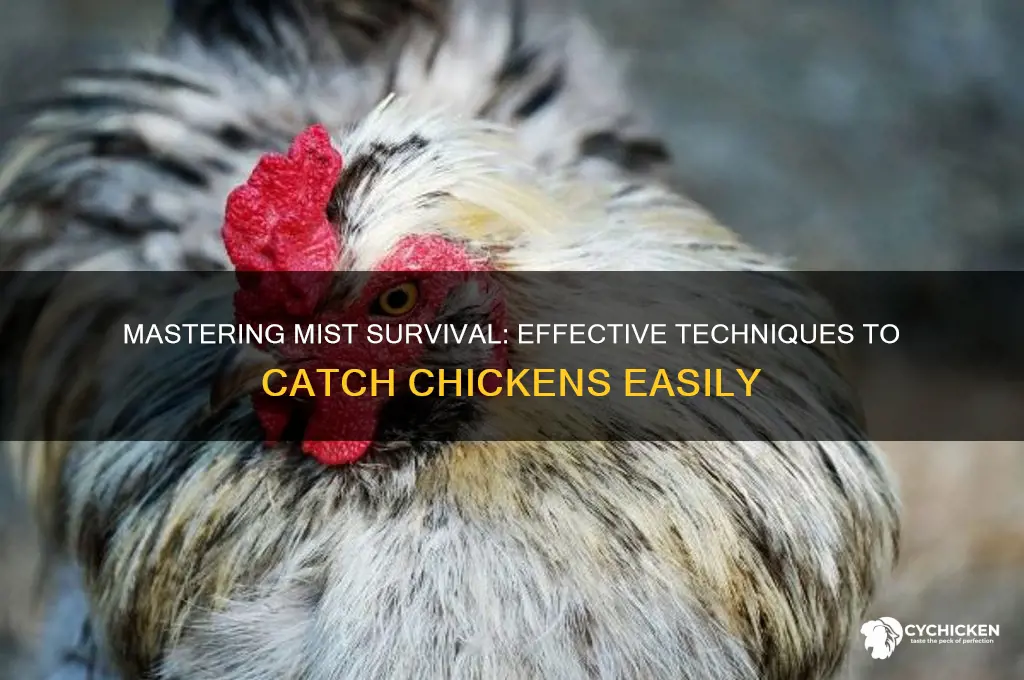 how tocatch a chicken in mist survival
