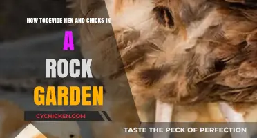 Rock Garden Revival: Dividing Hen and Chicks