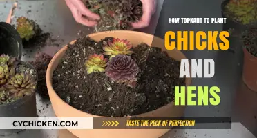 Mastering the Art of Planting Chicks and Hens: A Comprehensive Guide