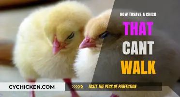 Helping Weak Chicks: A Guide to Saving Non-Walking Baby Birds