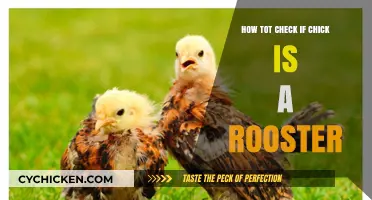 Identifying Rooster Chicks: Simple Methods to Determine Gender Early