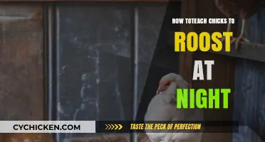 Teaching Chicks to Roost: Nighttime Habits for Healthy Flocks