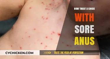 Treating Sore Anus in Chicks: Effective Care and Remedies