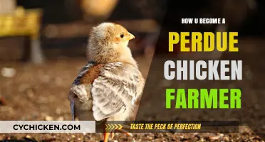Steps to Becoming a Perdue Chicken Farmer: A Comprehensive Guide