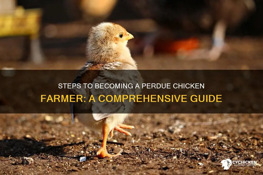 how u become a perdue chicken farmer