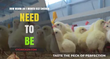 Ideal Temperature for One-Month-Old Chicks