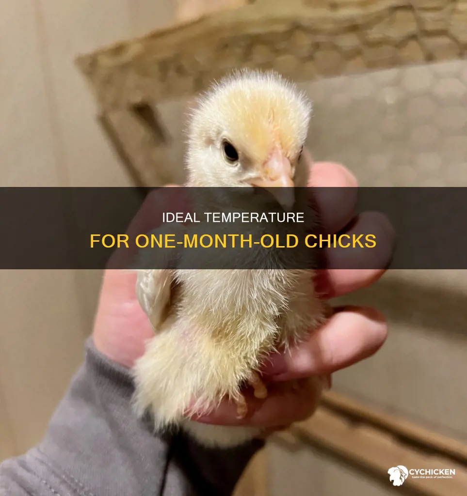 how warm do 1 month old chicken need to be