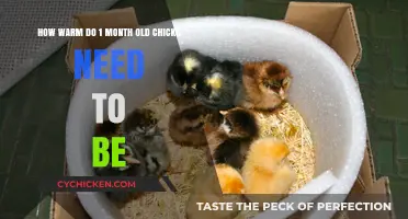 Chicks' Warmth: The First Month of Life
