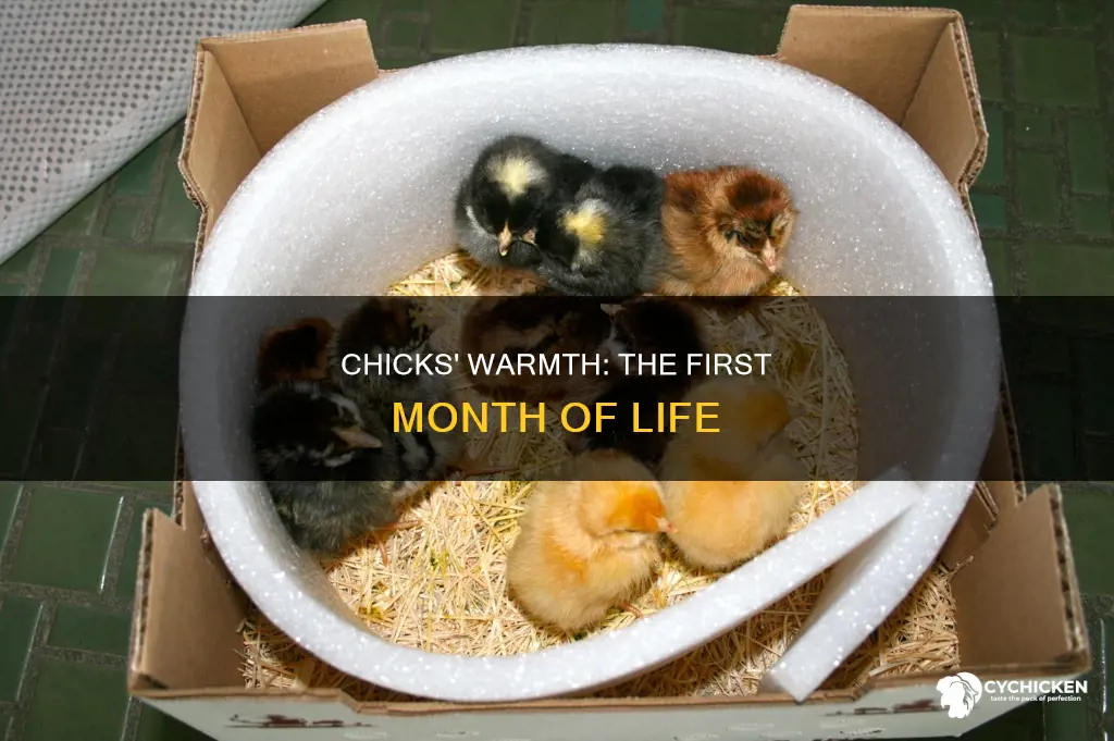 how warm do 1 month old chicks need to be