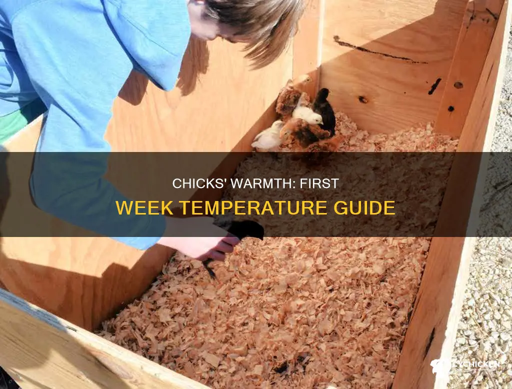 how warm do 1 week old chicks need to be