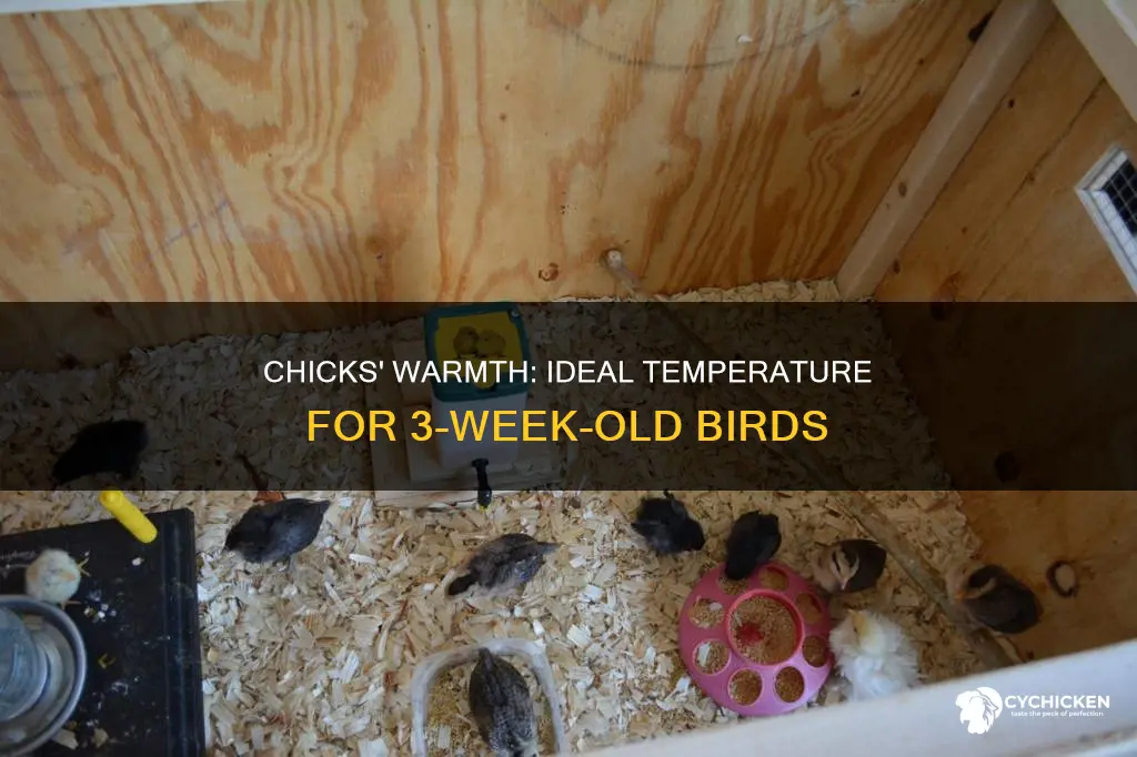 how warm do 3 week old chicks need to be