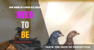 Keeping Four-Week-Old Chicks Warm: Ideal Temperature Guide