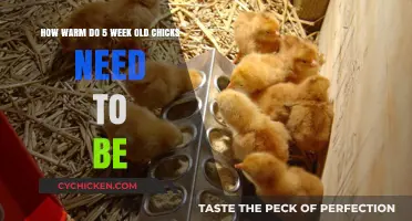 Chicks' Warmth: Optimum Temperature for 5-Week-Olds