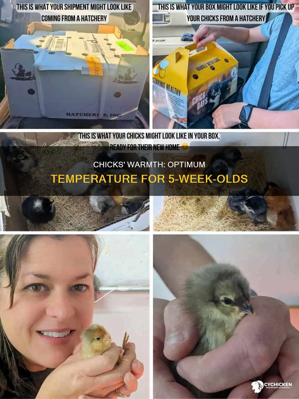 how warm do 5 week old chicks need to be
