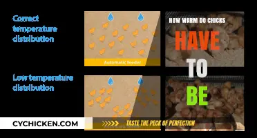Optimal Brooder Temperature: Keeping Chicks Warm for Healthy Growth