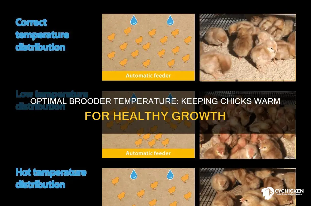 how warm do chicks have to be