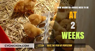 Keeping Chicks Warm at Two Weeks Old