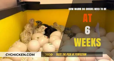 Keeping Chicks Warm at Six Weeks: Ideal Temperature Guide