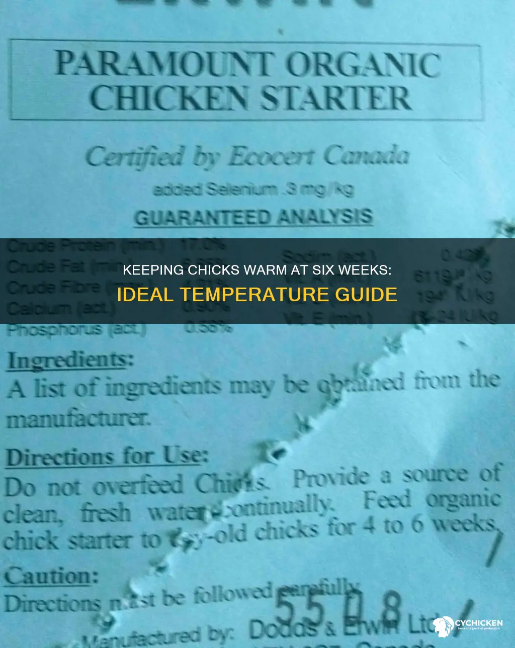 how warm do chicks need to be at 6 weeks