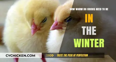 Chicks' Winter Warmth: Temperature Guide for Survival