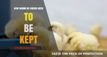 Optimal Brooder Temperature: Keeping Chicks Warm and Healthy
