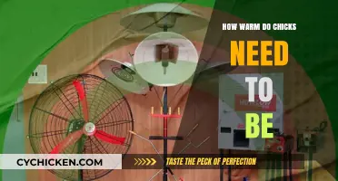 Optimal Brooder Temperature: Keeping Chicks Cozy and Healthy