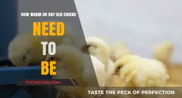 Keeping Day-Old Chicks Warm and Cozy