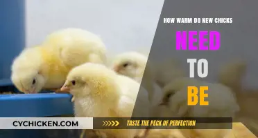 Optimal Brooder Temperature: Keeping New Chicks Warm and Healthy