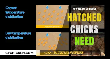 Optimal Brooder Temperature for Newly Hatched Chicks: A Complete Guide