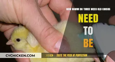 Chicks' Warmth: The First Three Weeks