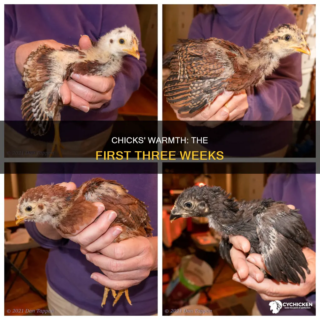 how warm do three week old chicks need to be