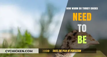 Optimal Brooder Temperature for Healthy Turkey Chicks: A Complete Guide