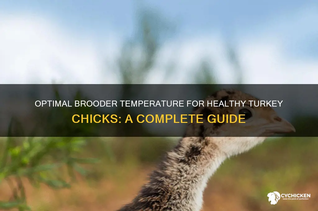 how warm do turkey chicks need to be