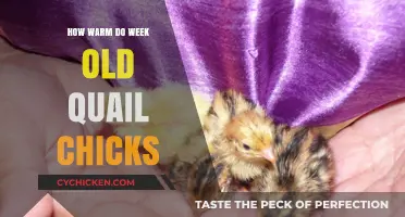 Optimal Temperature Guide for Week-Old Quail Chicks: Keeping Them Warm