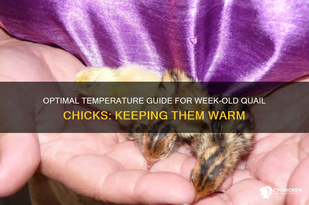 how warm do week old quail chicks