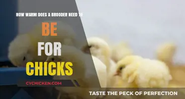 Brooder Temperature for Chicks: How Warm is Ideal?