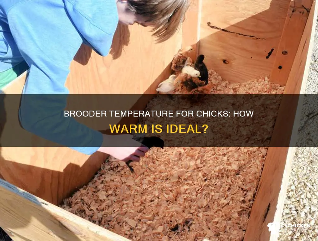 how warm does a brooder need to be for chicks