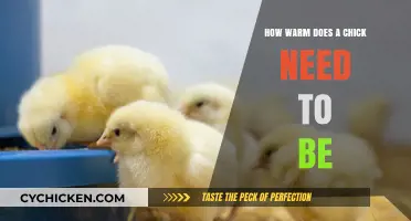 Optimal Brooder Temperature: Keeping Chicks Cozy and Healthy